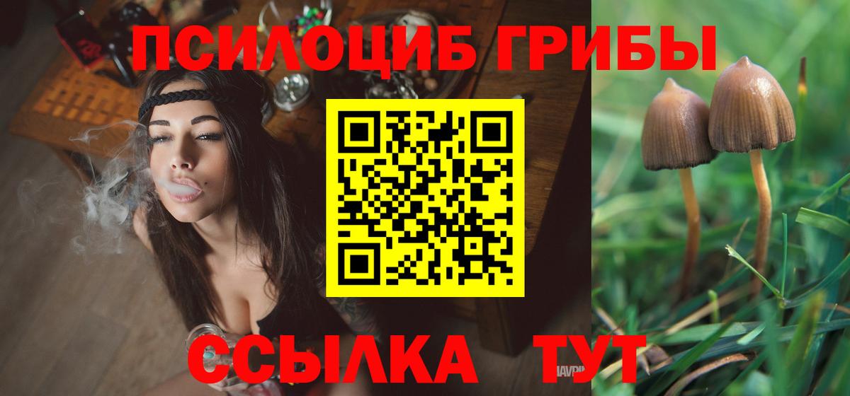 Псилоцибиновые грибы Psilocybe Зерноград
